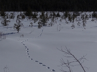 George Langman Sanctuary